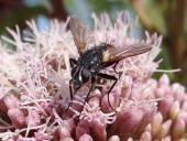 Raupenfliege (Cylindromyia brassicaria)-L. Klasing