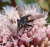 Raupenfliege (Cylindromyia brassicaria)-L. Klasing