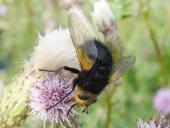 Raupenfliege (Cylindromyia brassicaria)-L. Klasing