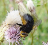 Raupenfliege (Cylindromyia brassicaria)-L. Klasing