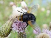 Große Raupenfliege (Tachina grossa)-L. Klasing