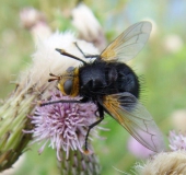 Große Raupenfliege (Tachina grossa)-L. Klasing