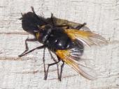 Rinderfliege (Mesembrina meridiana)-L. Klasing