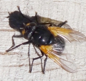 Rinderfliege (Mesembrina meridiana)-L. Klasing