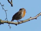 Rotkehlchen (Erithacus rubecula)-L. Klasing