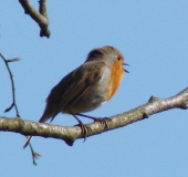 Rotkehlchen (Erithacus rubecula)-L. Klasing