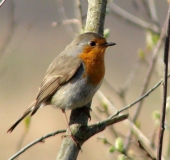 Rotkehlchen (Erithacus rubecula-L. Klasing