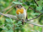 Junges Rotkehlchen (Erithacus rubecula)-L. Klasing