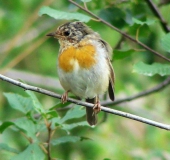 Junges Rotkehlchen (Erithacus rubecula)-L. Klasing