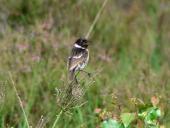 Schwarzkehlchen m. (Saxicola rubicola)-L. Klasing