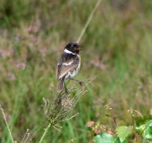 Schwarzkehlchen m. (Saxicola rubicola)-L. Klasing