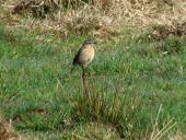 Schwarzkehlchen w. (Saxicola rubicola)-L. Klasing