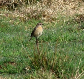 Schwarzkehlchen w. (Saxicola rubicola)-L. Klasing