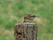 Schwarzkehlchen w. (Saxicola rubicola)-L. Klasing