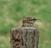 Schwarzkehlchen w. (Saxicola rubicola)-L. Klasing