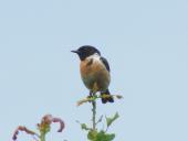 Schwarzkehlchen m. (Saxicola rubicola)-L. Klasing