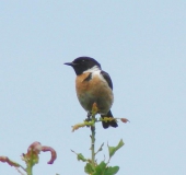 Schwarzkehlchen m. (Saxicola rubicola)-L. Klasing