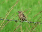 Junges Schwarzkehlchen w. (Saxicola rubicola)-L. Klasing