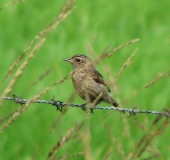 Junges Schwarzkehlchen w. (Saxicola rubicola)-L. Klasing