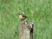 Braunkehlchen (Saxicola rubetra)-L. Klasing