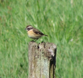 Braunkehlchen (Saxicola rubetra)-L. Klasing