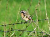 Braunkehlchen (Saxicola rubetra)-L. Klasing