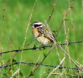 Braunkehlchen (Saxicola rubetra)-L. Klasing