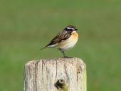 Braunkehlchen (Saxicola rubetra)-L. Klasing