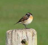 Braunkehlchen (Saxicola rubetra)-L. Klasing