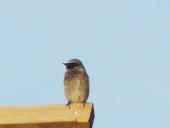 Hausrotschwanz m. (Phoenicurus ochruros)-L. Klasing