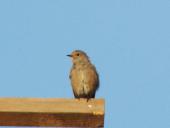 Hausrotschwanz m. (Phoenicurus ochruros)-L. Klasing