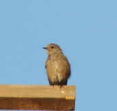 Hausrotschwanz m. (Phoenicurus ochruros)-L. Klasing