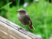 Junger Hausrotschwanz (Phoenicurus ochruros)-L. Klasing