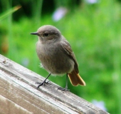 Junger Hausrotschwanz (Phoenicurus ochruros)-L. Klasing