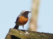 Gartenrotschwanz m. (Phoenicurus phoenicurus)-L. Klasing