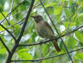 Gartenrotschwanz w. (Phoenicurus phoenicurus)-L. Klasing