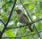 Gartenrotschwanz w. (Phoenicurus phoenicurus)-L. Klasing