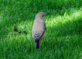 Gartenrotschwanz w. (Phoenicurus phoenicurus)-L. Klasing