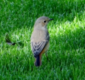 Gartenrotschwanz w. (Phoenicurus phoenicurus)-L. Klasing