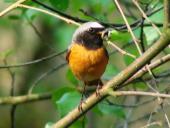 Gartenrotschwanz m. (Phoenicurus phoenicurus)-L. Klasing