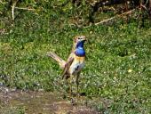 Blaukehlchen (Luscinia svecica)-B. Pöppelmann