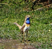 Blaukehlchen (Luscinia svecica)-B. Pöppelmann