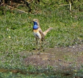 Blaukehlchen (Luscinia svecica)-B. Pöppelmann