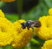 Maskenbiene (Hylaeus sp.)-L. Klasing