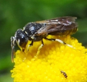 Maskenbiene (Hylaeus sp.)-L. Klasing