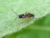 Schlupfwespe (Diplazon laetatorius)-L. Klasing