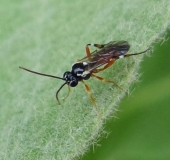 Blattwespe (Macrophya duodecimpunctat)-L. Klasing