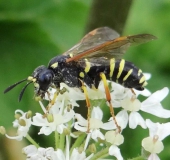 Blattwespe (Tenthredo omissa)-L. Klasing