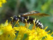 Blattwespe (Tenthredo omissa)-L. Klasing