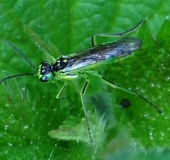 Grüne Blattwespe (Rhogogaster viridis)-L. Klasing